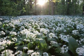 SCUNTHORPE, ENGLAND - MAY 10:  Wild Garlic covers a woodland floor on May 10, 2017 in Scunthorpe, England. Wild garlic, which is currently flowering, is growing in popularity amongst cooks who use it in various dishes including soups, pastes and stir fries.  (Photo by Dan Kitwood/Getty Images)