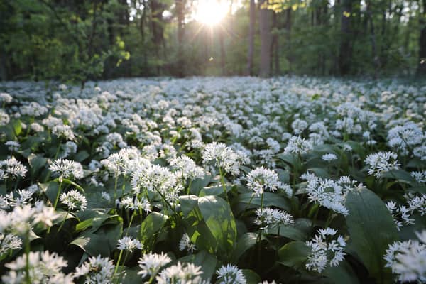 SCUNTHORPE, ENGLAND - MAY 10:  Wild Garlic covers a woodland floor on May 10, 2017 in Scunthorpe, England. Wild garlic, which is currently flowering, is growing in popularity amongst cooks who use it in various dishes including soups, pastes and stir fries.  (Photo by Dan Kitwood/Getty Images)