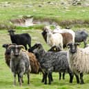 North Ronaldsay mutton