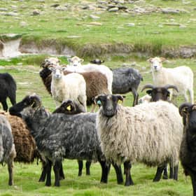 North Ronaldsay mutton