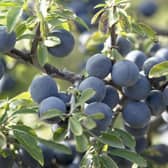 Sloe 2