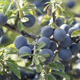 Sloe 2
