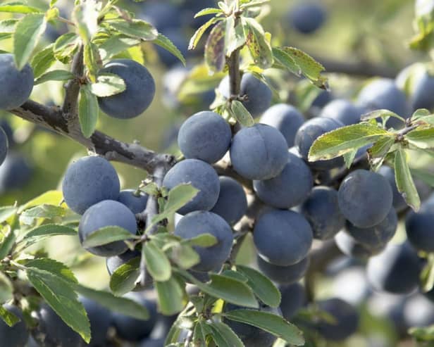 Sloe 2