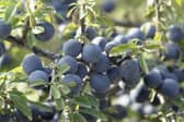 Sloe 2