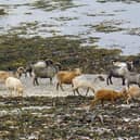 Slow Food Presidium in Scotland