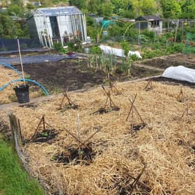 Straw on the courgette bed. Picture: Joe Hind