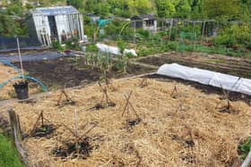 Straw on the courgette bed. Picture: Joe Hind
