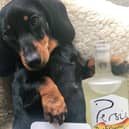 dogs of Scottish gin calendar