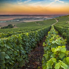 Champagne climate change