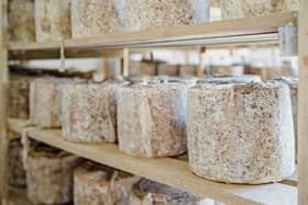 Errington Cheese World Awards