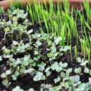 Micro herb garden