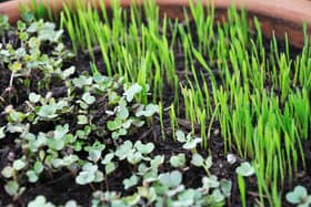 Micro herb garden