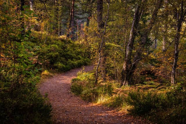 Scotland's woodlands are teeming with pickable produce (Shutterstock)