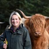 Highland cow
