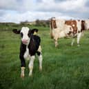 Vegan friendly farm tour
