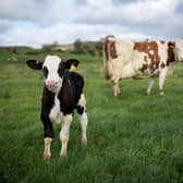 Vegan friendly farm tour