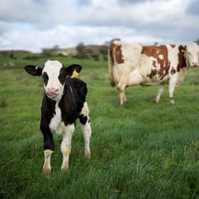 Vegan friendly farm tour