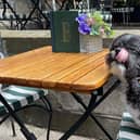 Winner of the Antos Dog Friendly Pub of the Year 2022, The Black Ivy is a treat for man and best friend. Picture: Black Ivy Bar & Hotel/Facebook