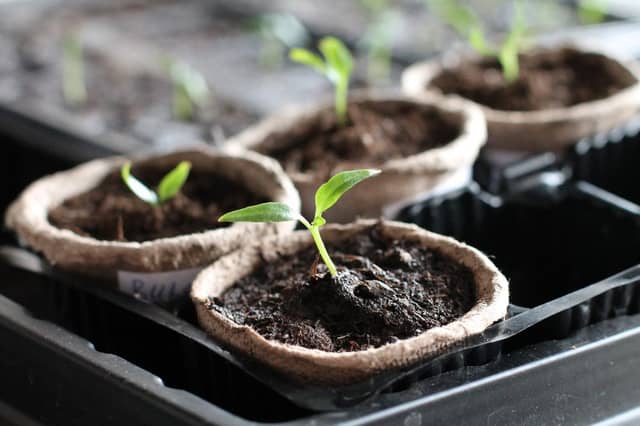 fastest growing times