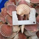 Ethical Shellfish delivery