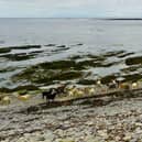 The rare sheep's diet consists almost entirely of seaweed. Picture: Wendy Barrie