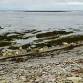 The rare sheep's diet consists almost entirely of seaweed. Picture: Wendy Barrie