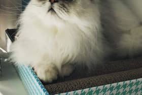 Maison de Moggy