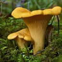 A photo of two yellow Chantarelles in the moss an autumnday in Sweden.