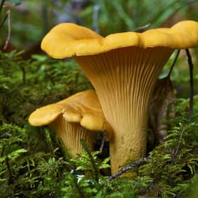 A photo of two yellow Chantarelles in the moss an autumnday in Sweden.