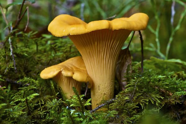 A photo of two yellow Chantarelles in the moss an autumnday in Sweden.