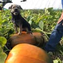 The pumpkin patch opens  on 10 October and visits must be booked in advance - either a morning (10am to 12.30pm) or an afternoon slot (1pm to 3.30pm) and there's a £1.50 entry fee. You can turn up any time in your booking slot and pay for pumpkins picked.