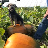The best Scottish pumpkin patches - including ‘excellent’ autumn day out destination