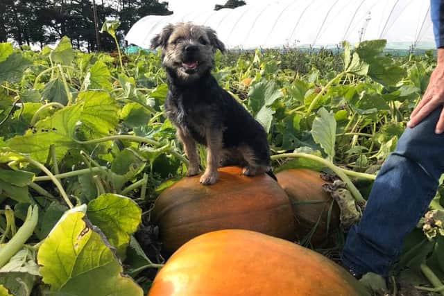 Picture: Cairnie Fruit Farm Facebook