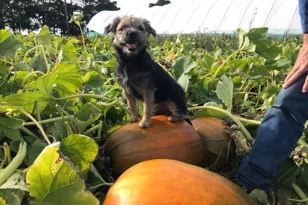 The pumpkin patch opens  on 10 October and visits must be booked in advance - either a morning (10am to 12.30pm) or an afternoon slot (1pm to 3.30pm) and there's a £1.50 entry fee. You can turn up any time in your booking slot and pay for pumpkins picked.