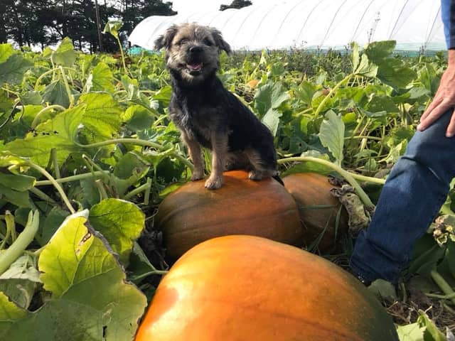 The pumpkin patch opens  on 10 October and visits must be booked in advance - either a morning (10am to 12.30pm) or an afternoon slot (1pm to 3.30pm) and there's a £1.50 entry fee. You can turn up any time in your booking slot and pay for pumpkins picked.