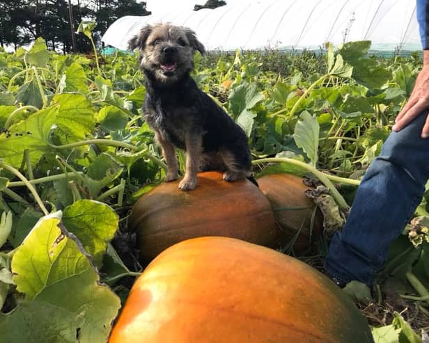 The pumpkin patch opens  on 10 October and visits must be booked in advance - either a morning (10am to 12.30pm) or an afternoon slot (1pm to 3.30pm) and there's a £1.50 entry fee. You can turn up any time in your booking slot and pay for pumpkins picked.