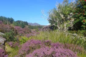 Botanics of Isle of MartinWebRes