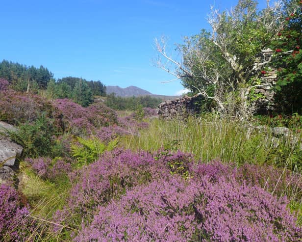 Botanics of Isle of MartinWebRes