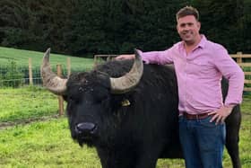 Steve Mitchell The Buffalo Farm