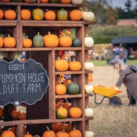 Kilduff pumpkins