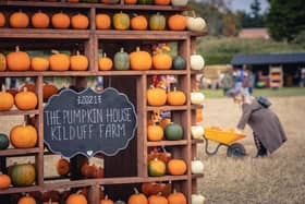 Kilduff pumpkins