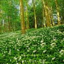 wild garlic