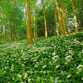 wild garlic