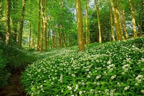 wild garlic