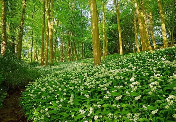 wild garlic