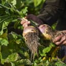 Lidl turnip patch