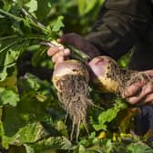 Lidl turnip patch