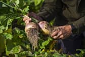 Lidl turnip patch