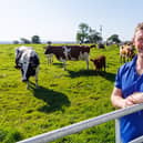 Mossgiel Organic Farm, Mauchline, East Ayrshire. Bryce Cunningham, farmer and owner of Mossgiel Organic Farm near Mauchline is pictured in a field with some of his herd of Ayrshire cows.
