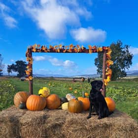 South Ardbennie Farm in Perthshire will no longer be open for pick your own pumpkins